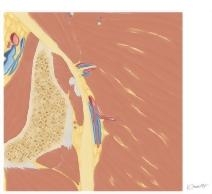 Cross Section of the Hip: Coronal Oblique View