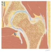 Cross Section of the Hip: Coronal Oblique View