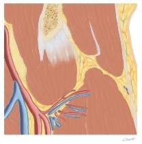 Cross Section of the Hip: Coronal Oblique View