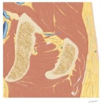 Cross Section of the Hip: Coronal View