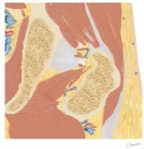 Cross Section of the Hip: Coronal View