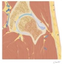 Cross Section of the Hip: Coronal View