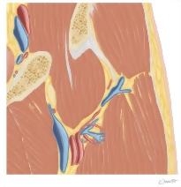 Cross Section of the Hip: Coronal View