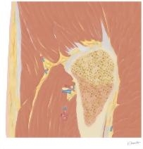 Cross Section of the Hip: Sagittal View