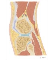 Cross Section of the Knee: Sagittal View