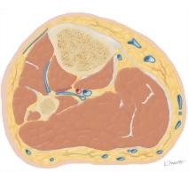 Cross Section of the Leg: Axial View