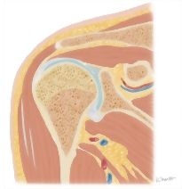 Cross Section of the Shoulder: Coronal View