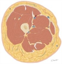 Cross Section of the Thigh: Axial View