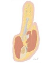 Cross Section of the Thumb: Coronal View