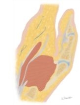 Cross Section of the Thumb: Sagittal View
