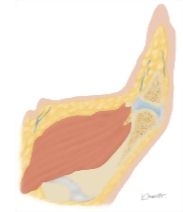 Cross Section of the Thumb: Sagittal View