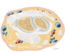 Cross Section of the Wrist: Axial View