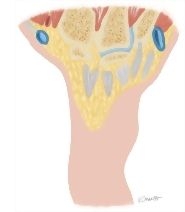 Cross Section of the Wrist: Coronal View