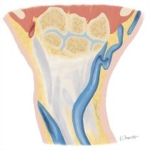 Cross Section of the Wrist: Coronal View
