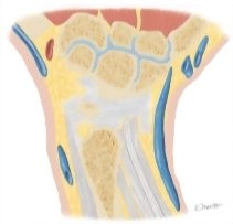 Cross Section of the Wrist: Coronal View