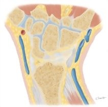 Cross Section of the Wrist: Coronal View
