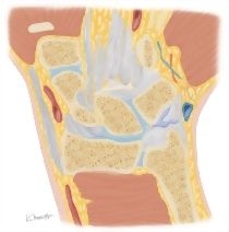 Cross Section of the Wrist: Coronal View