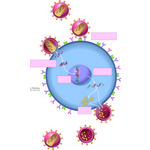 HIV Life Cycle and Antiretroviral Medications