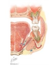 Suprahyoid Fascial Spaces