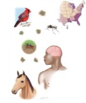 Eastern Equine Encephalitis