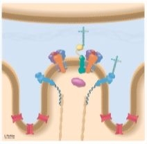 Schematic Diagram of Acetyl Choline Receptor and Other Proteins In the Postsynaptic Membrane of the Neuromuscular Junction