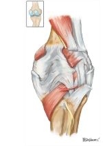 Leg and Knee: Joints