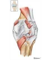 Leg and Knee: Joints