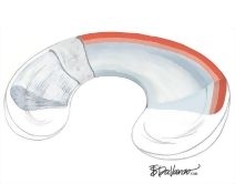 Leg and Knee: Joints