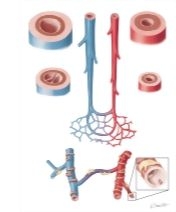 Features of Arteries, Capillaries, and Veins