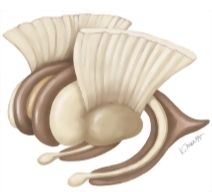 Subcortical Brain (subcortical Areas)