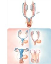 Homologues of the Internal Genitalia
