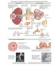 Nutrition Therapy and Pathophysiology - Google Books