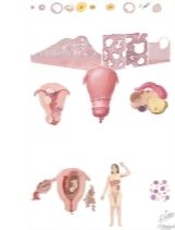 Causes of Uterine Bleeding