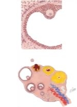 The Oocyte and Ovulation