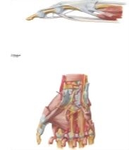 Muscles and Tendons of Hand and Fingers