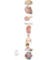 Pulmonary Pharmacology