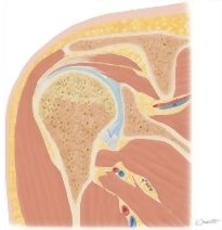Cross Section of the Shoulder: Coronal View