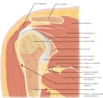 Major image