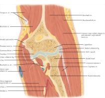 Major image