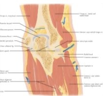Major image