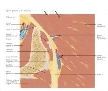 Major image