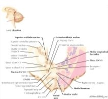 Pons Cross Section