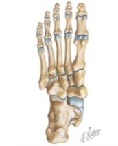 Bones of the Foot: Plantar View