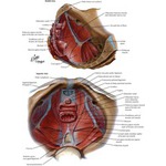 Torigian image