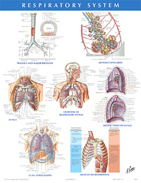 Respiratory System