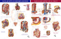 Vascular Supply of the Gastrointestinal Tract