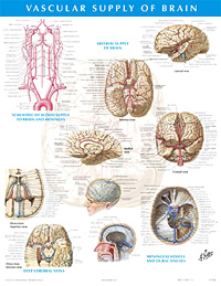 Vascular Supply of the Brain Chart