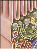 The Cell