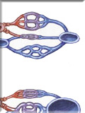 Histology and Physiology of the Nasal Cavity and Sinus