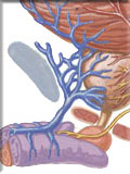 Radical Prostatectomy